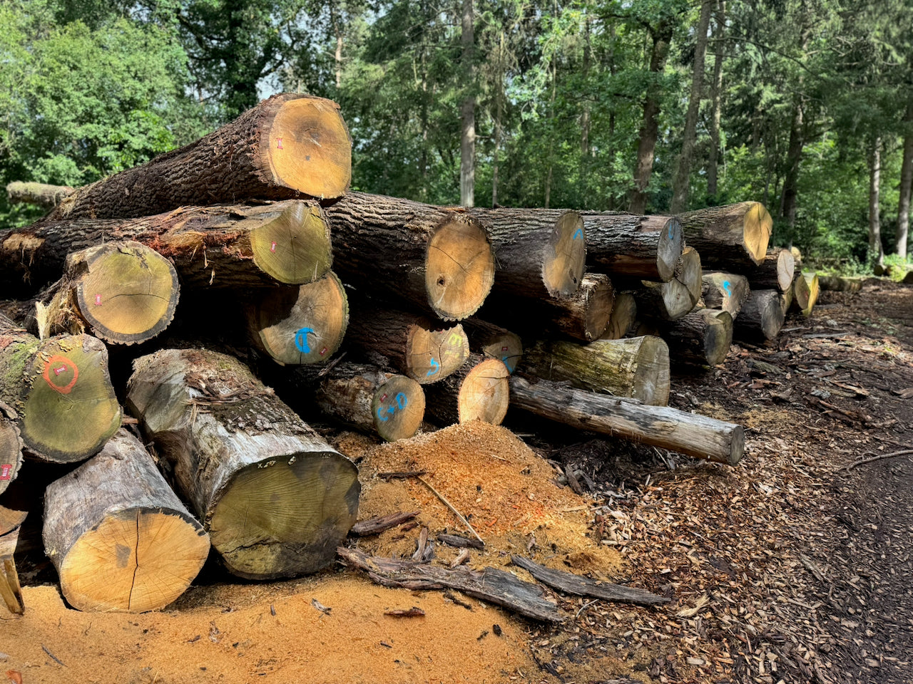 Plank Eiken hout 22x200mm